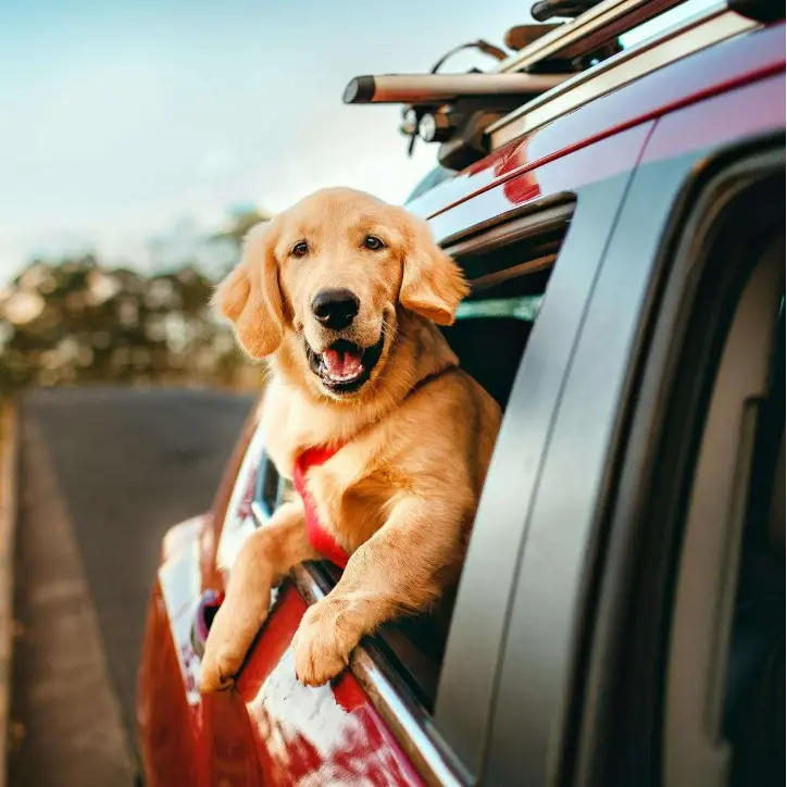 Pet hair and Smell removal