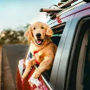 Pet hair and Smell removal