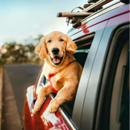 Pet hair and Smell removal
